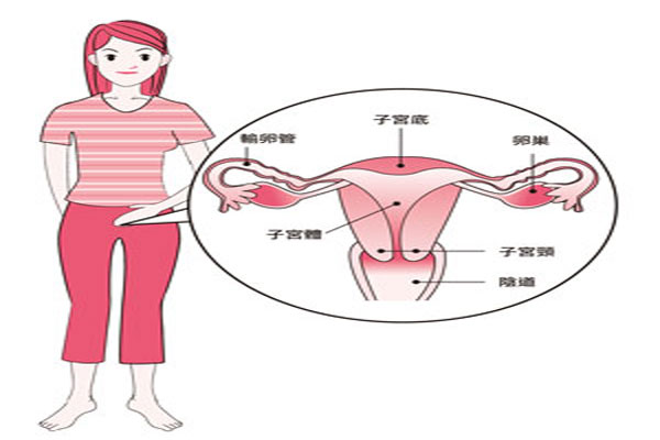 女性子宫的秘密 痛经原因 宫颈发病多的原因