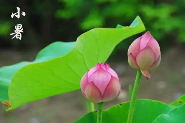 小暑防暑热 夏季避暑技巧 夏季清凉避暑