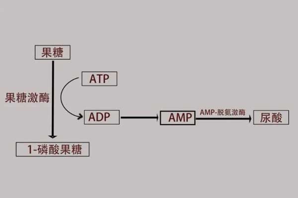 果糖代谢过程