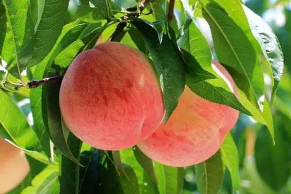 夏季孕妇不能吃桃子