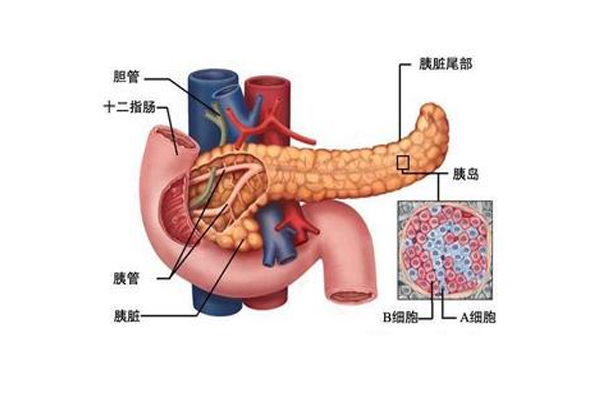 胰腺癌,胰腺癌的症状