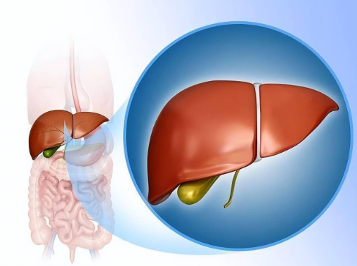 肝功能异常，如何维持健康的肝脏